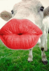 bisou vache